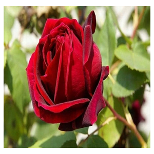 RÓŻA wielkokwiatowa czerwono - bordowa - sadzonki 20 / 30 cm